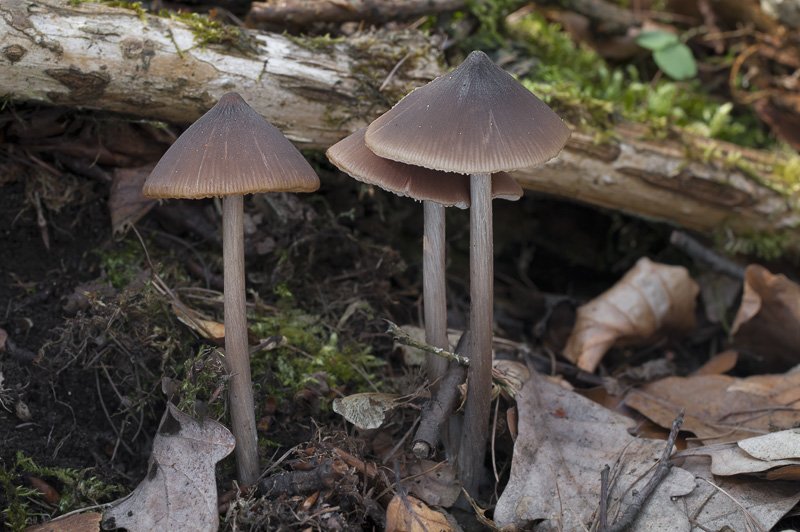 Entoloma hirtipes